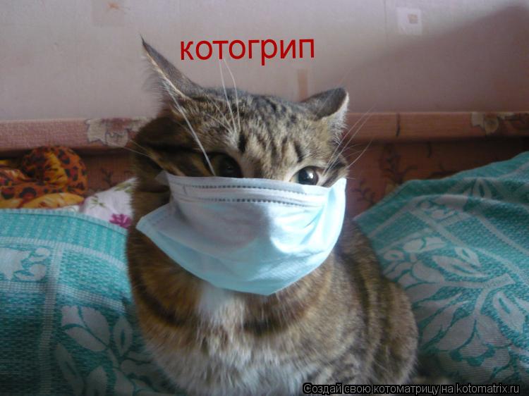котогрип... Котоматрица: котогрип