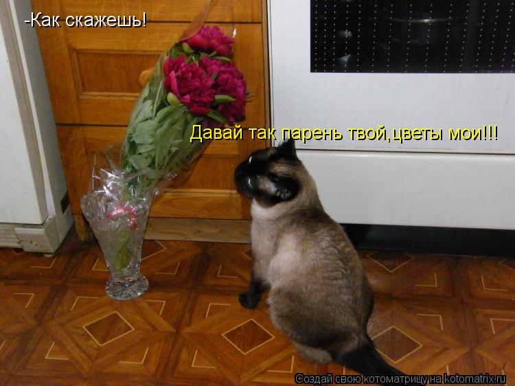 Давай так парень твой,цветы мои!!! -Как скажешь!... Котоматрица: Давай так парень твой,цветы мои!!! -Как скажешь!