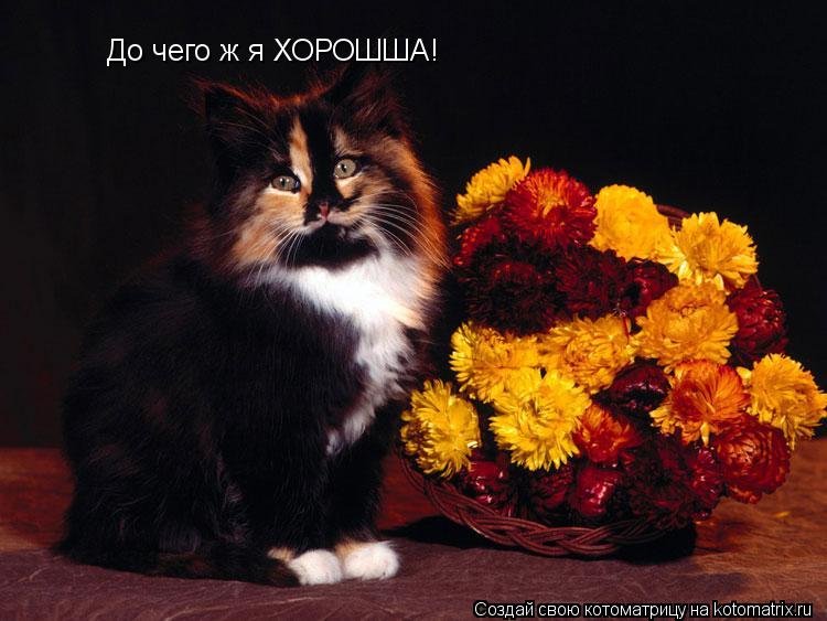 Котоматрица: До чего ж я ХОРОШША!