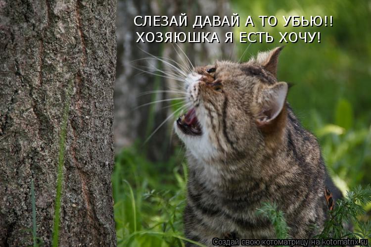 СЛЕЗАЙ ДАВАЙ А ТО УБЬЮ!! ХОЗЯЮШКА Я ЕСТЬ ХОЧУ!... Котоматрица: СЛЕЗАЙ ДАВАЙ А ТО УБЬЮ!! ХОЗЯЮШКА Я ЕСТЬ ХОЧУ!