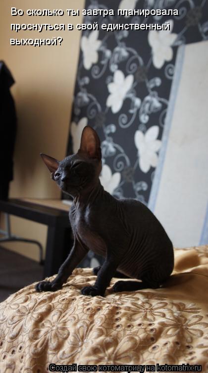 Котоматрица: Во сколько ты завтра планировала проснуться в свой единственный  выходной?
