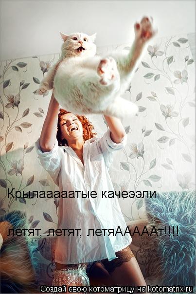 Крылааааатые качеээли летят, летят, летяАААААт!!!!... Котоматрица: Крылааааатые качеээли летят, летят, летяАААААт!!!!