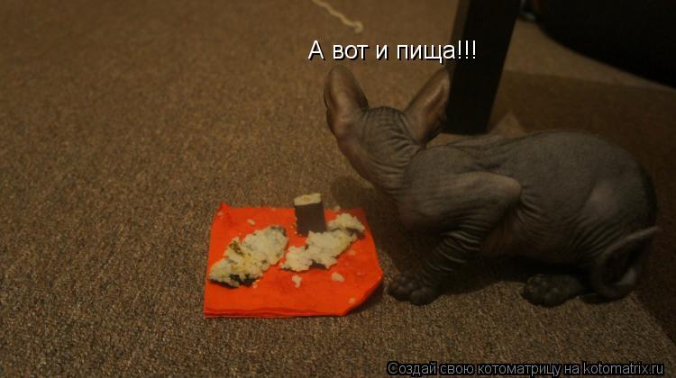 Котоматрица: А вот и пища!!!