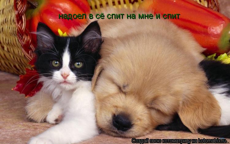 надоел в сё спит на мне и спит... Котоматрица: надоел в сё спит на мне и спит