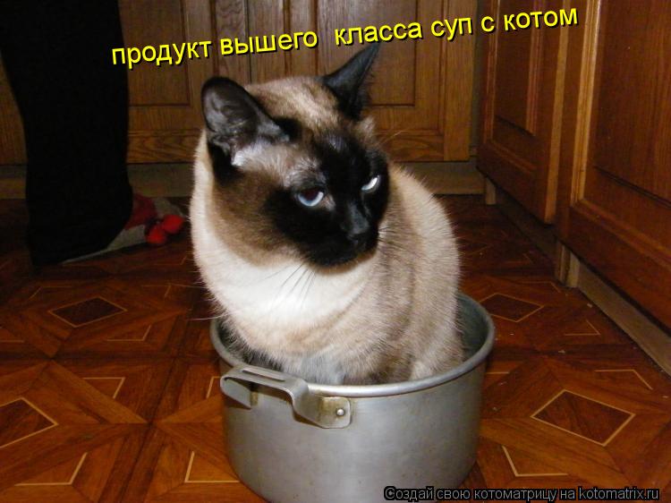 Котоматрица: продукт вышего  класса суп с котом