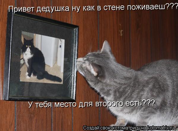 Котоматрица: Привет дедушка ну как в стене поживаеш??? У тебя место для второго есть???