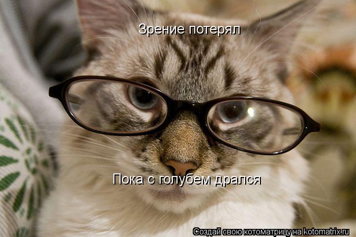 Котоматрица: Зрение потерял Пока с голубем дрался