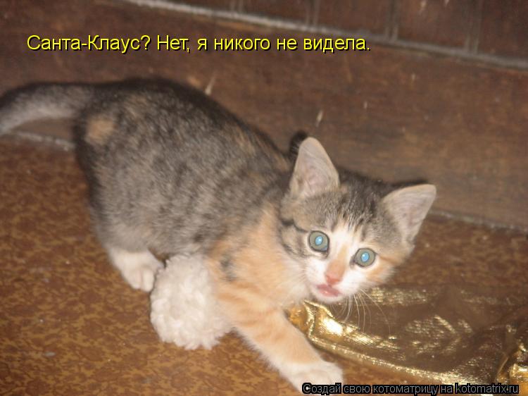 Санта-Клаус? Нет, я никого не видела.... Котоматрица: Санта-Клаус? Нет, я никого не видела.