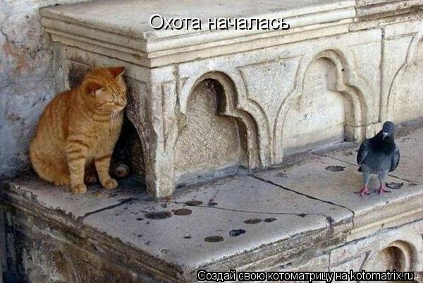 Котоматрица: Охота началась