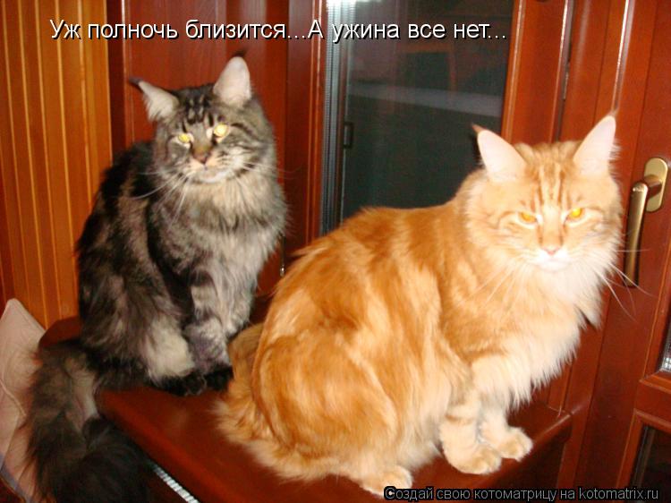 Котоматрица: Уж полночь близится...А ужина все нет...