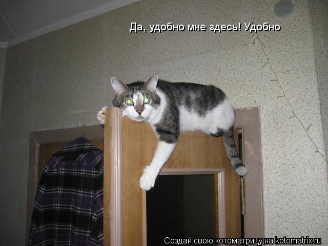 Котоматрица: Да, удобно мне здесь! Удобно