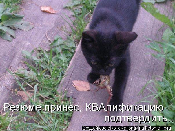 Резюме принес, КВАлификацию подтвердить...... Котоматрица: Резюме принес, КВАлификацию подтвердить...