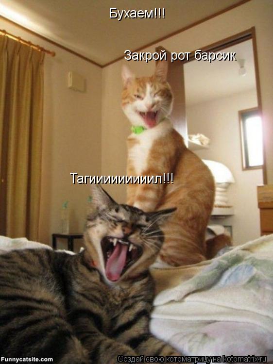 Котоматрица: Бухаем!!! Тагииииииииил!!! Закрой рот барсик