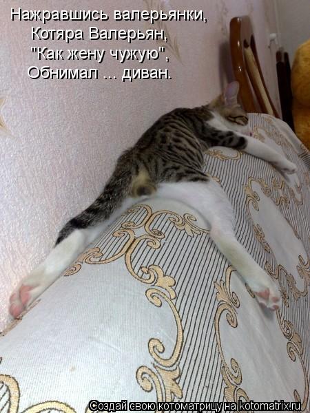 Нажравшись валерьянки, "Как жену чужую", Обнимал ... диван. Котяра Валерьян,... Котоматрица: Нажравшись валерьянки, "Как жену чужую", Обнимал ... диван. Котяра Валерьян,