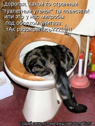 Котоматрица: "туалетный утенок" ты повесила! или это у нас микробы под ободком унитаза тАк разожрались???!!!!!! дорогая, какой то странный