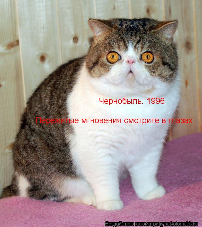 Котоматрица: Чернобыль. 1996 Пережитые мгновения смотрите в глазах