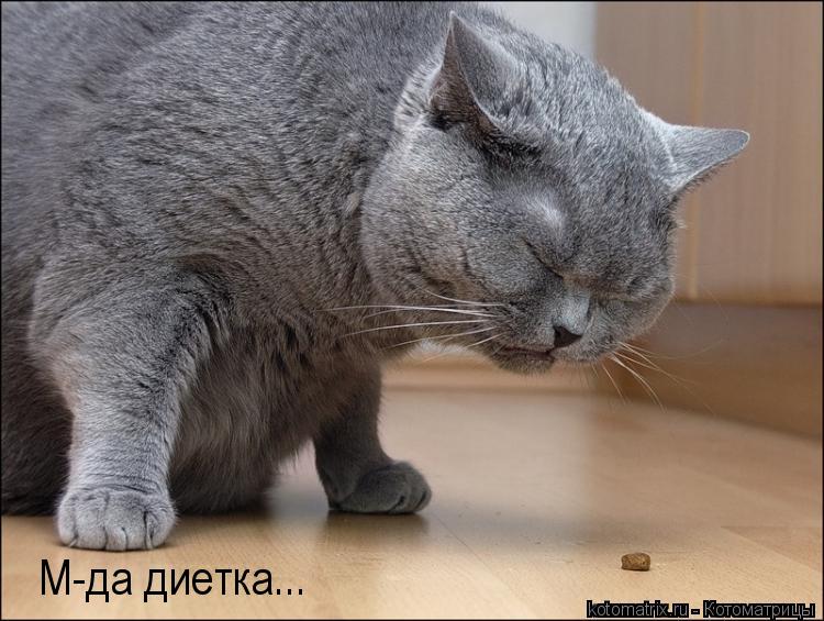 Котоматрица: М-да диетка...