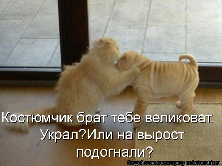 Котоматрица: Костюмчик брат тебе великоват. Украл?Или на вырост подогнали?