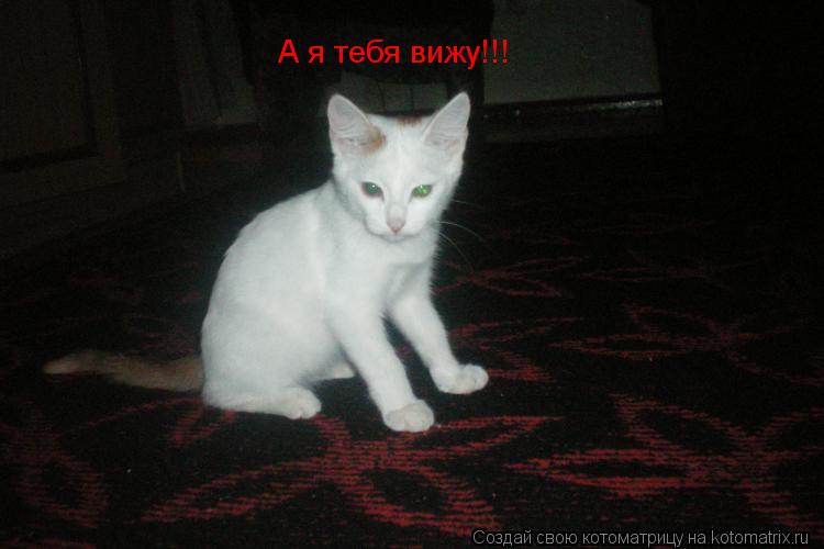 Котоматрица: А я тебя вижу!!!