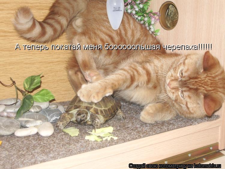 Котоматрица: А теперь покатай меня боооооольшая черепаха!!!!!!