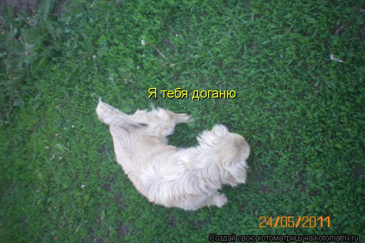 Котоматрица: Я тебя доганю