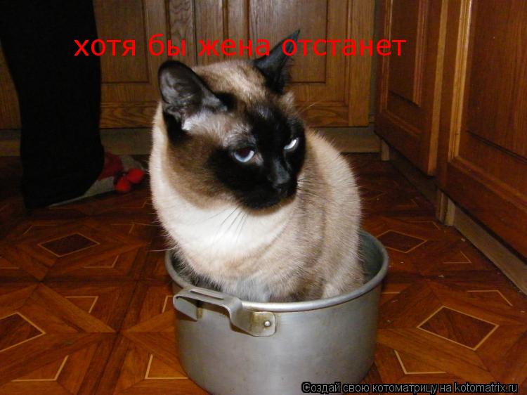 Котоматрица: хотя бы жена отстанет