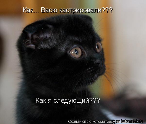 Как... Васю кастрировали??? Как я следующий???... Котоматрица: Как... Васю кастрировали??? Как я следующий???
