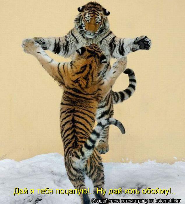 Дай я тебя поцалую!.. Ну дай хоть обойму!..... Котоматрица: Дай я тебя поцалую!.. Ну дай хоть обойму!..