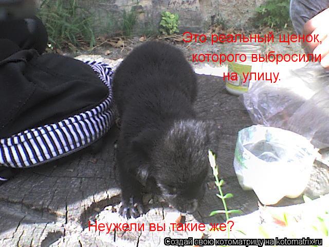 Это реальный щенок, которого выбросили на улицу. Неужели вы такие же?... Котоматрица: Это реальный щенок, которого выбросили на улицу. Неужели вы такие же?
