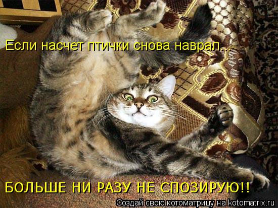 Если насчет птички снова наврал... БОЛЬШЕ НИ РАЗУ НЕ СПОЗИРУЮ!!... Котоматрица: Если насчет птички снова наврал... БОЛЬШЕ НИ РАЗУ НЕ СПОЗИРУЮ!!