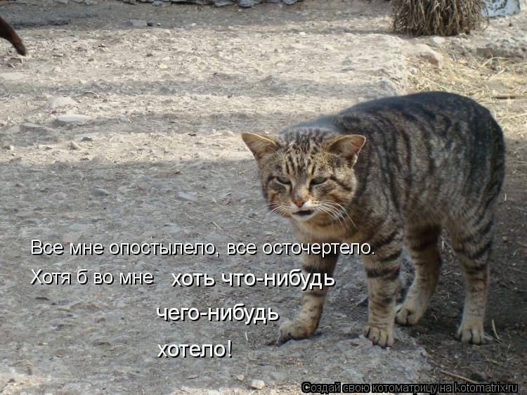 Котоматрица: Все мне опостылело, все осточертело. Хотя б во мне  хоть что-нибудь чего-нибудь хотело!