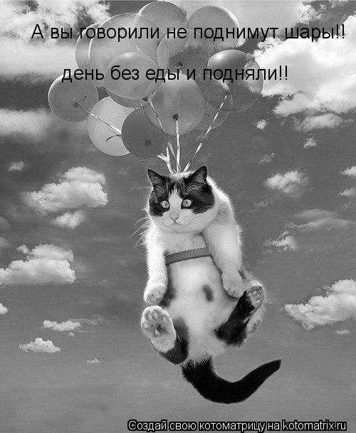 А вы говорили не поднимут шары!! день без еды и подняли!!... Котоматрица: А вы говорили не поднимут шары!! день без еды и подняли!!