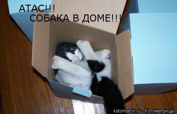 Котоматрица: АТАС!!! СОБАКА В ДОМЕ!!!