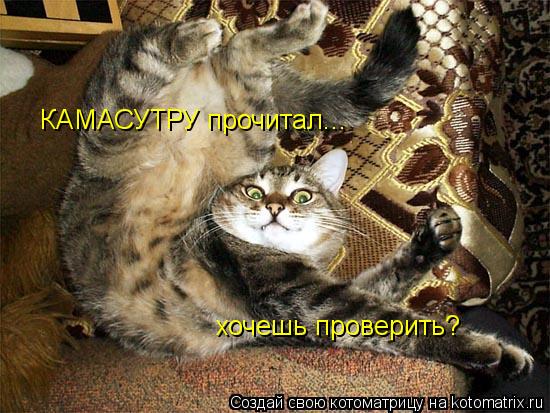 Котоматрица: КАМАСУТРУ прочитал... хочешь проверить?