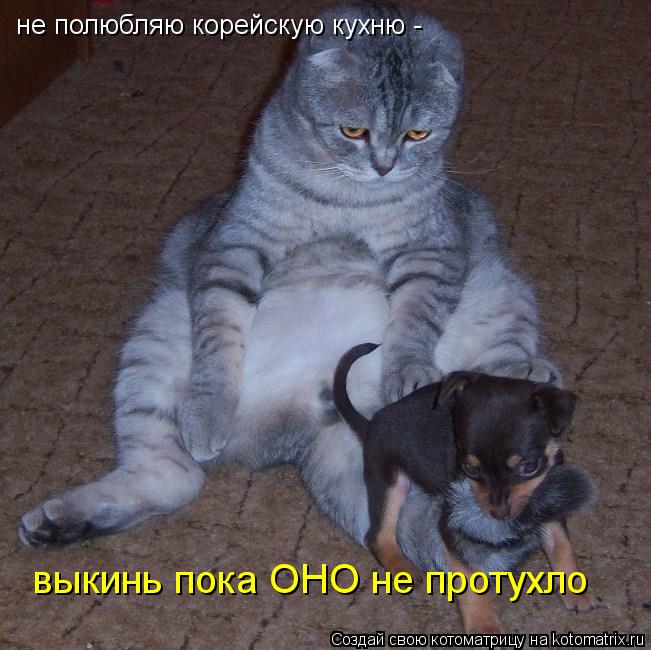Котоматрица: не полюбляю корейскую кухню - выкинь пока ОНО не протухло