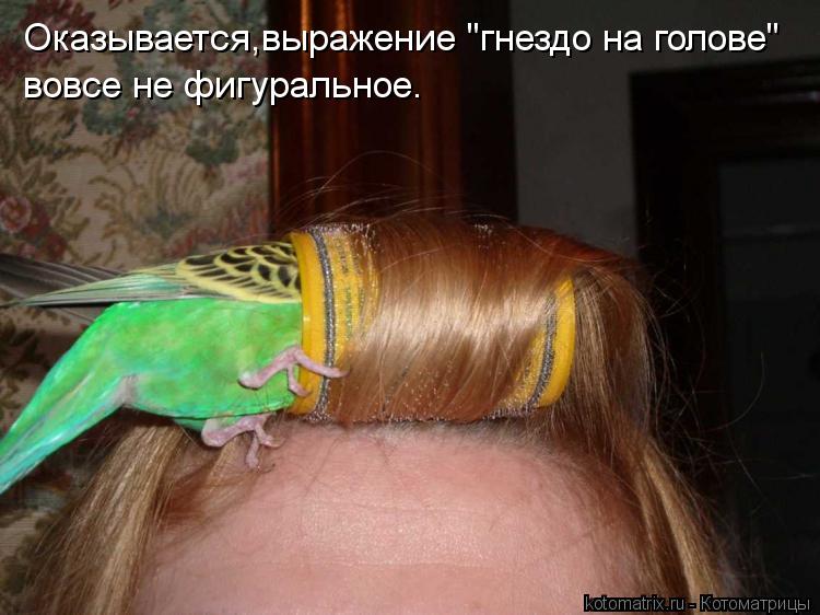 Котоматрица: Оказывается,выражение "гнездо на голове"  вовсе не фигуральное.
