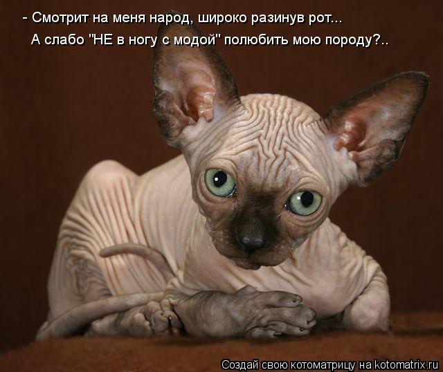 Котоматрица: - Смотрит на меня народ, широко разинув рот... А слабо "НЕ в ногу с модой" полюбить мою породу?..