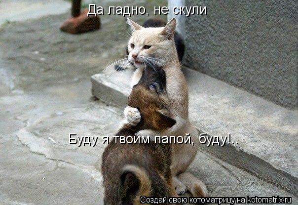 Котоматрица: Да ладно, не скули Буду я твоим папой, буду!..