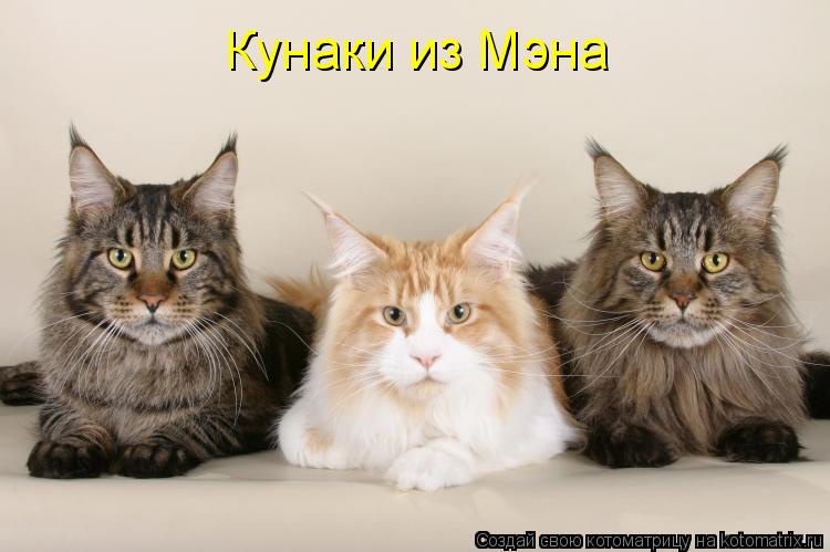 Котоматрица: Кунаки из Мэна