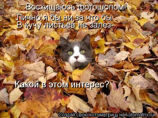 Котоматрица: Восхищаюсь фотошопом! Лично я бы ни за что бы В кучу листьев не залез- Какой в этом интерес?