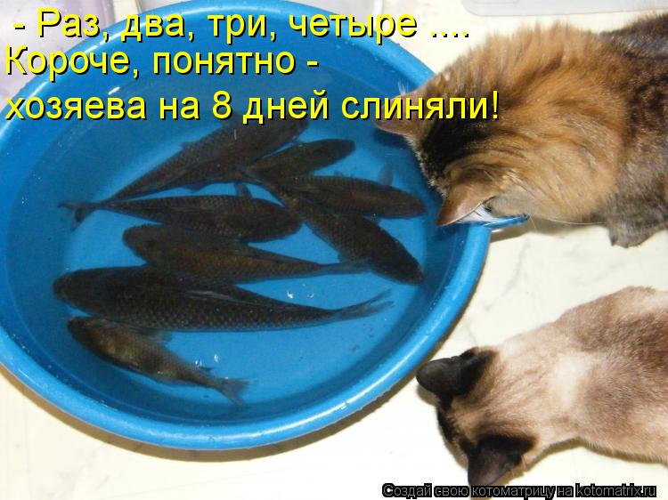 - Раз, два, три, четыре .... Короче, понятно - хозяева на 8 дней слиняли!... Котоматрица: - Раз, два, три, четыре .... Короче, понятно - хозяева на 8 дней слиняли!