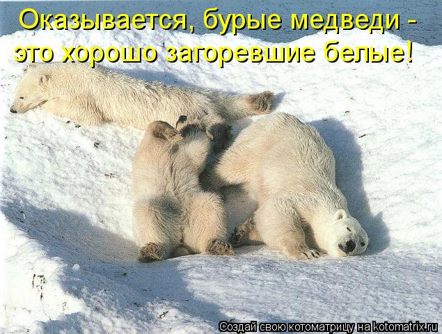 Котоматрица: Оказывается, бурые медведи -  это хорошо загоревшие белые!