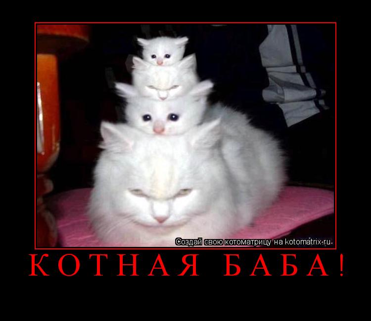 КОТНАЯ БАБА! ... Котоматрица: КОТНАЯ БАБА!
