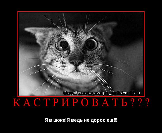 КАСТРИРОВАТЬ??? Я в шоке!Я ведь не дорос ещё!... Котоматрица: КАСТРИРОВАТЬ??? Я в шоке!Я ведь не дорос ещё!