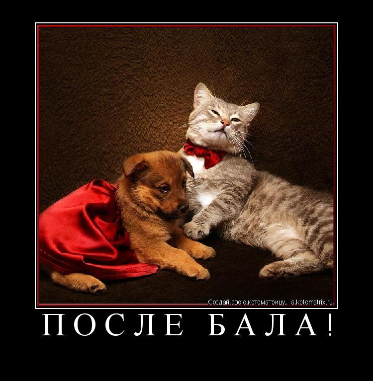 После бала! ... Котоматрица: После бала!