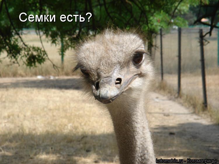 Котоматрица: Семки есть?