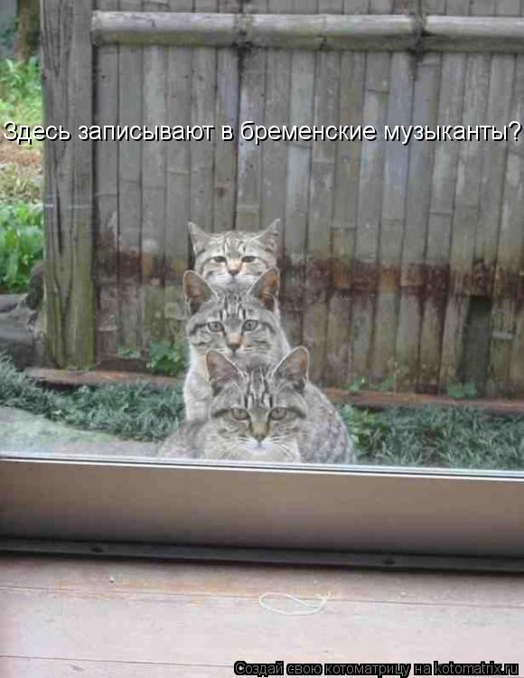 Котоматрица: Здесь записывают в бременские музыканты?