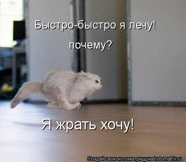 Котоматрица: Быстро-быстро я лечу! почему? Я жрать хочу!