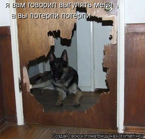 Котоматрица: я вам говорил выгулять меня  а вы потерпи потерпи