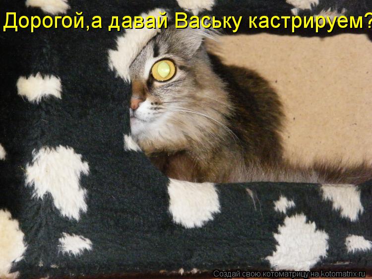 Котоматрица: Дорогой,а давай Ваську кастрируем?